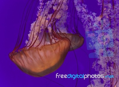 Image Of Two Beautiful Deadly Jellyfishes Swimming Stock Photo