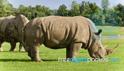 Image Of Two Rhinoceroses Eating The Grass Stock Photo