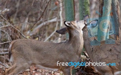 Image With A Cute Pair Of Deers Stock Photo