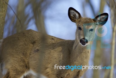 Image With A Cute Young Wild Deer Stock Photo