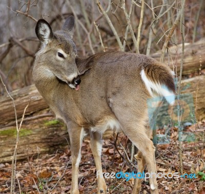 Image With A Deer Claening The Fur Stock Photo