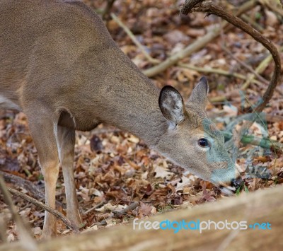 Image With A Deer Eating The Grass Stock Photo