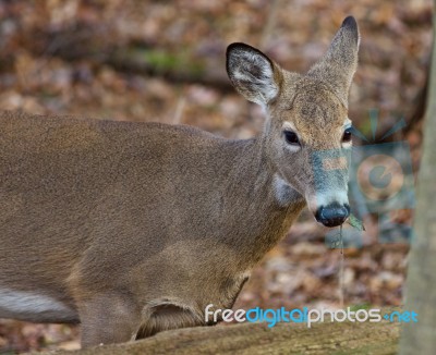 Image With A Deer Eating The Leaves Stock Photo