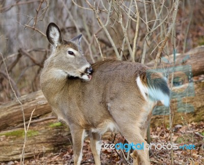 Image With A Deer In The Forest Stock Photo