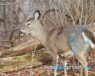 Image With A Deer In The Forest Stock Photo