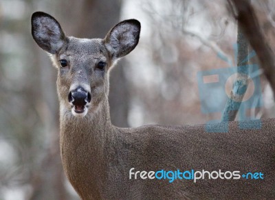 Image With The Amazed Deer Stock Photo