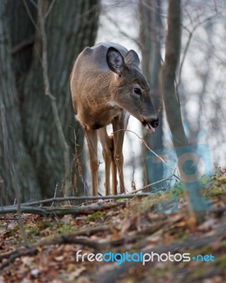 Image With The Deer Showing His Tongue Stock Photo