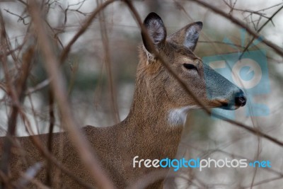 Image With The Deer With The Closed Eyes Stock Photo