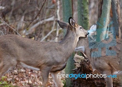 Image With The Pair Of Deers Murmuring Something Stock Photo