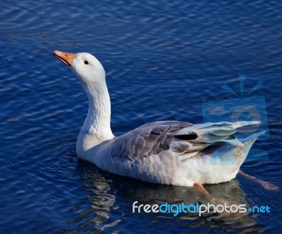 Image With The Snow Goose Drinking Water Stock Photo