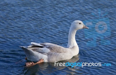 Image With The Snow Goose Swimming In The Lake Stock Photo