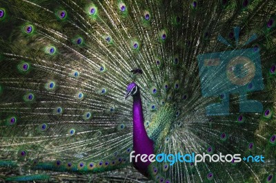 Imagine Color Of Close Up Headshot Indian Peacock Stock Photo