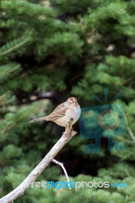 Immature White-crowned Sparrow (zonotrichia Leucophrys) Stock Photo