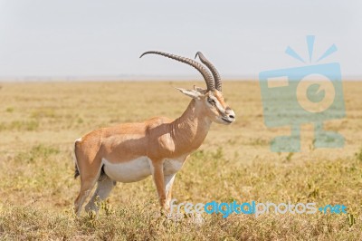 Impala Antelope In Africa Stock Photo