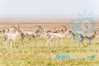 Impala Antelope In Africa Stock Photo