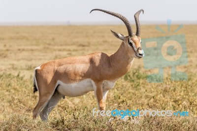 Impala Antelope In Africa Stock Photo