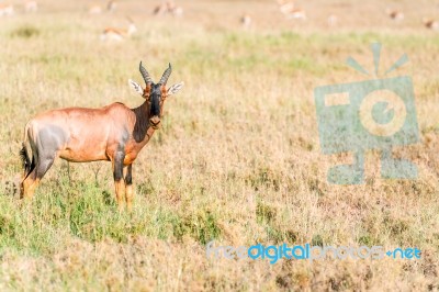 Impala Antelope In Africa Stock Photo