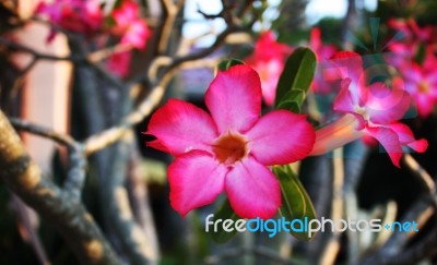 Impala Lily Stock Photo