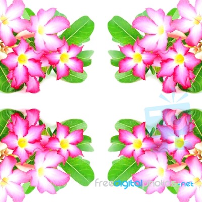 Impala Lily Flower Stock Photo