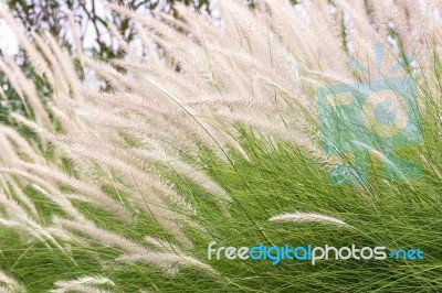 Imperata Cylindrica Beauv Of Feather Grass Stock Photo