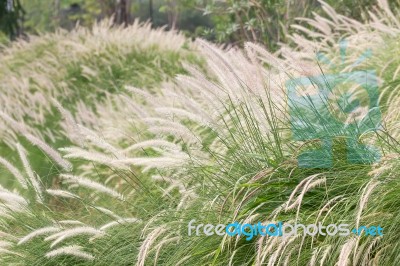 Imperata Cylindrica Beauv Of Feather Grass In Garden Stock Photo