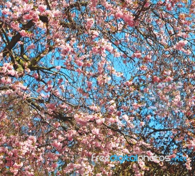 In London Park The Pink Tree And Blossom Flowers Natural Stock Photo