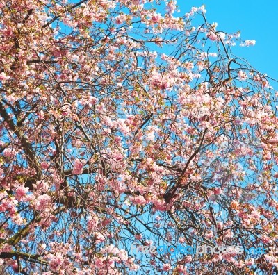 In London Park The Pink Tree And Blossom Flowers Natural Stock Photo