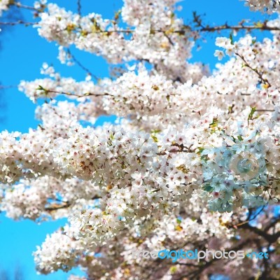 In London   Park The White Tree And Blossom Flowers Natural Stock Photo