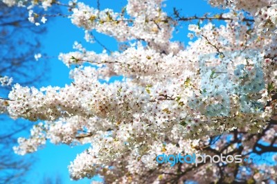 In London   Park The White Tree And Blossom Flowers Natural Stock Photo