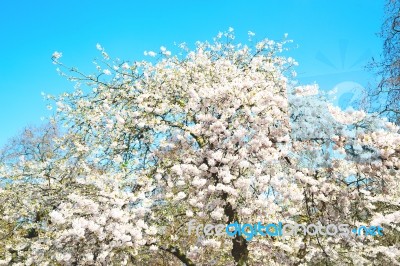 In London   Park   White Tree And Blossom Flowers Natural Stock Photo