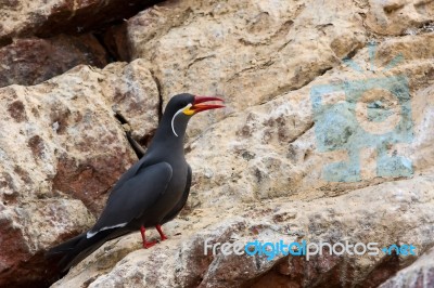 Inca Tern Stock Photo