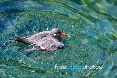 Inca Tern (larosterna Inca) Stock Photo