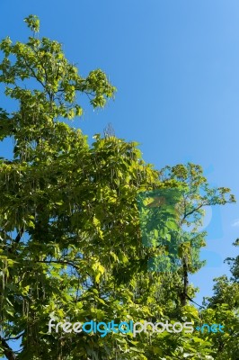 Indian Bean Tree With Seed Pods Stock Photo