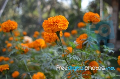 Indian Beautiful Flowers Stock Photo