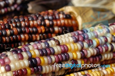 Indian Corn Stock Photo