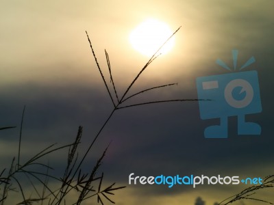 Indian Goose Grass Silhouetttes With Sunlight In The Background Stock Photo