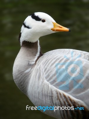 Indian Goose With Water Background Stock Photo