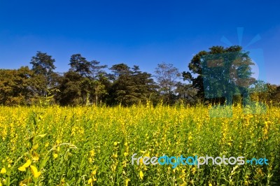 Indian Hemp Meadow Stock Photo