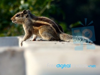 Indian Palm Squirrel Stock Photo