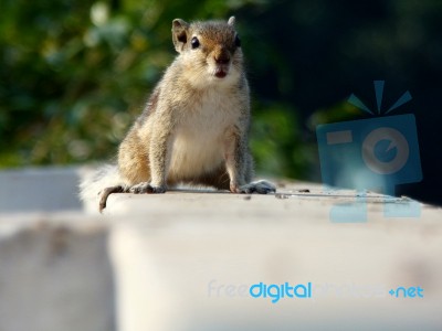 Indian Palm Squirrel Stock Photo