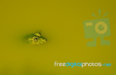 Indian Pond Frog Stock Photo