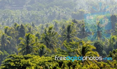 Indonesian Forest Stock Photo