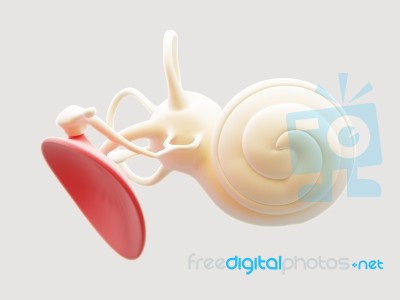 Inner Ear Structure 3d Stock Image