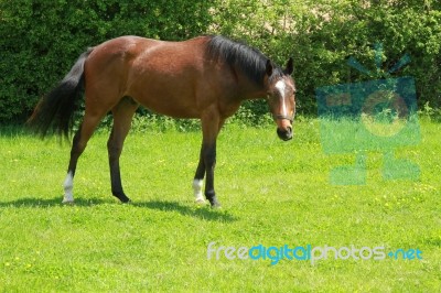 Inquisitive Horse Stock Photo