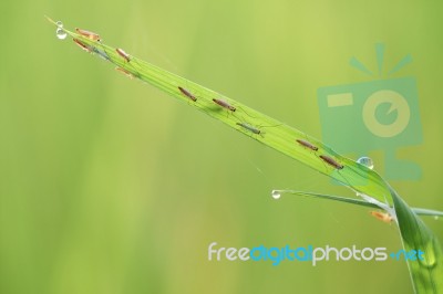 Insect On Green Foliage Background Stock Photo