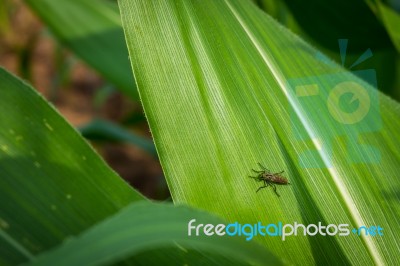 Insect On Green Leaf, Close Up  Stock Photo