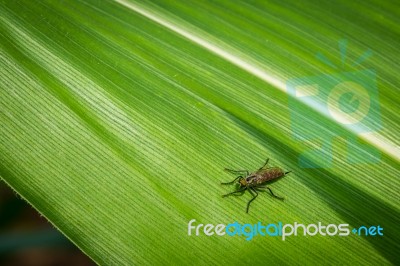 Insect On Green Leaf, Close Up  Stock Photo