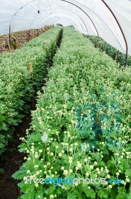 Inside Greenhouse Of Chrysanthemum Flowers Farms Stock Photo