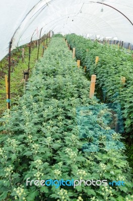 Inside Greenhouse Of Chrysanthemum Flowers Farms Stock Photo