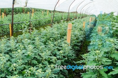 Inside Greenhouse Of Chrysanthemum Flowers Farms Stock Photo